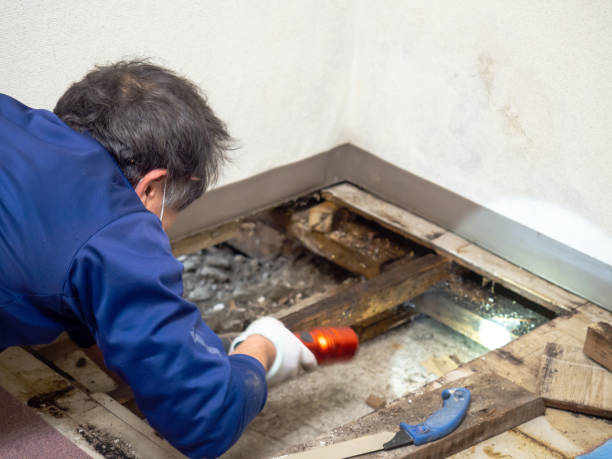 Best Crawl Space Mold Removal  in Gloucester, MA