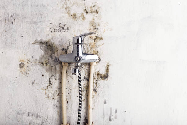 Best Mold Removal Company Near Me  in Gloucester, MA