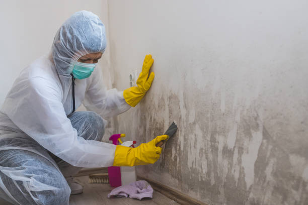 Best Black Mold Removal  in Gloucester, MA