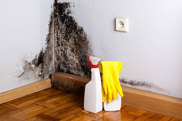Best Attic Mold Removal  in Gloucester, MA