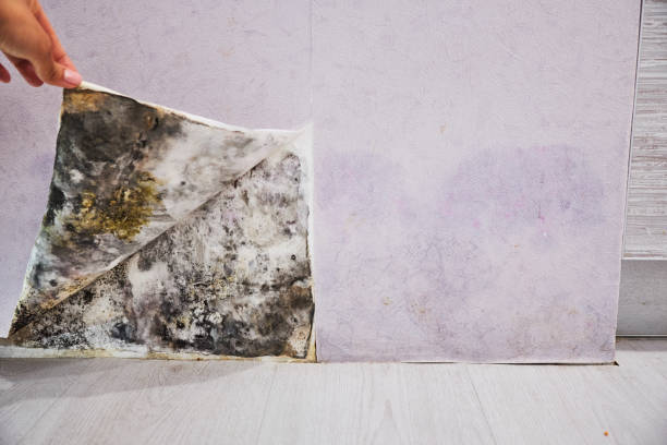 Best Emergency Mold Removal  in Gloucester, MA